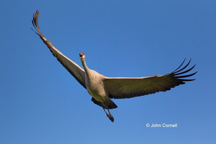 Crane;Flying Bird;Grus canadensis;Photography;Sandhill Crane;action;active;aloft;behavior;birds;color image;flight;fly;flying;in flight;motion;movement;one animal;soar;soaring;wing;winged;wings